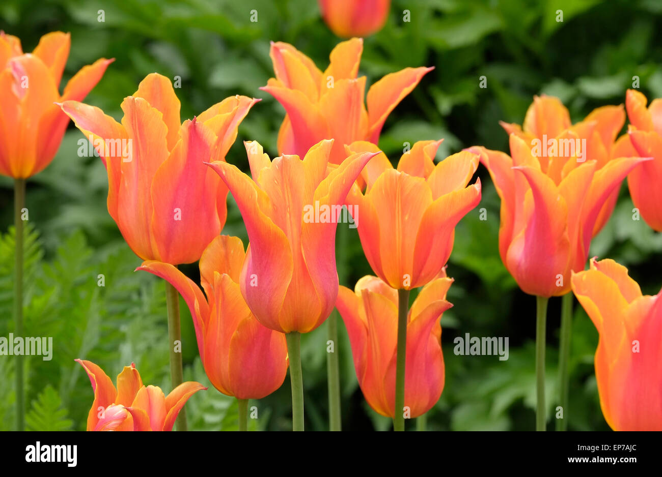 ballerina tulips in garden Stock Photo