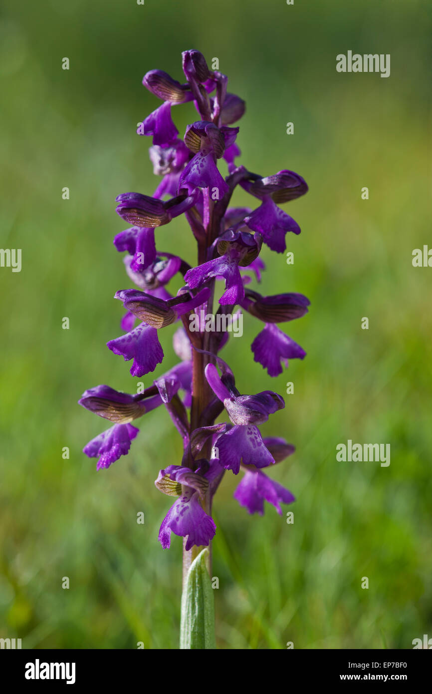 Green-winged Green-veined Orchid Orchis morio Stock Photo