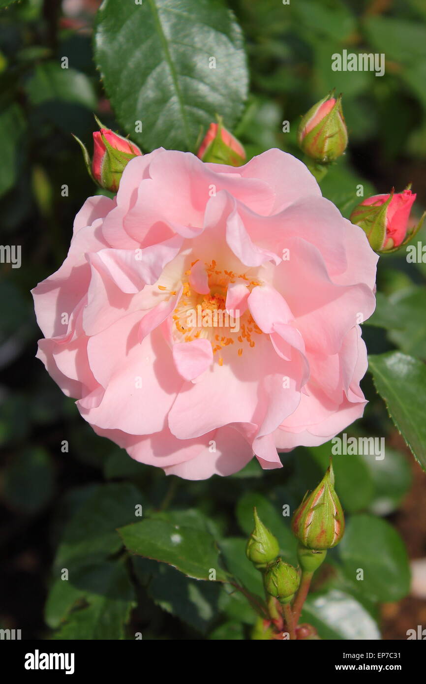 Closeup view of a beautiful pink rose Stock Photo - Alamy