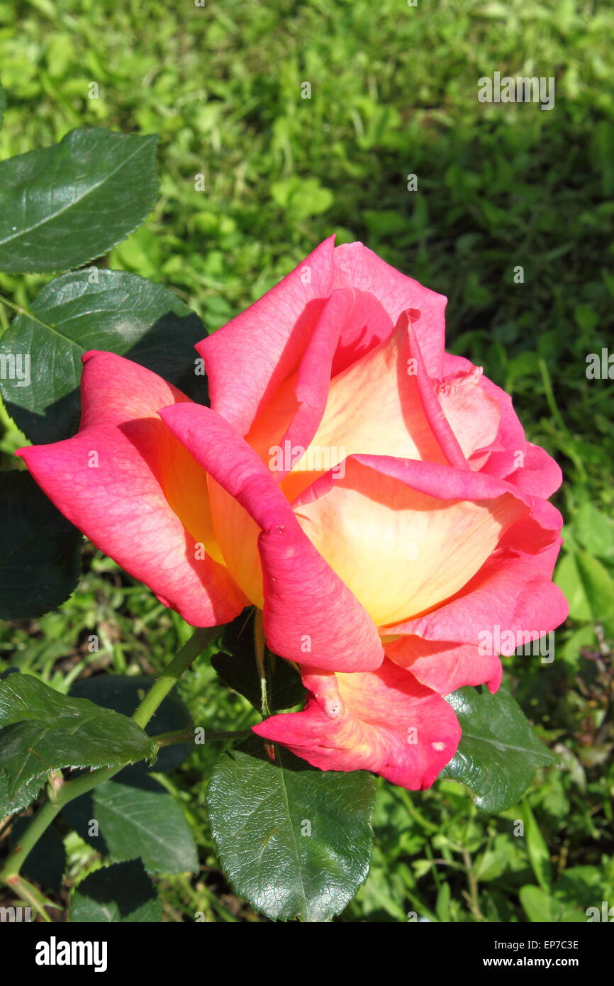Yellow rose with orange tips hires stock photography and images Alamy