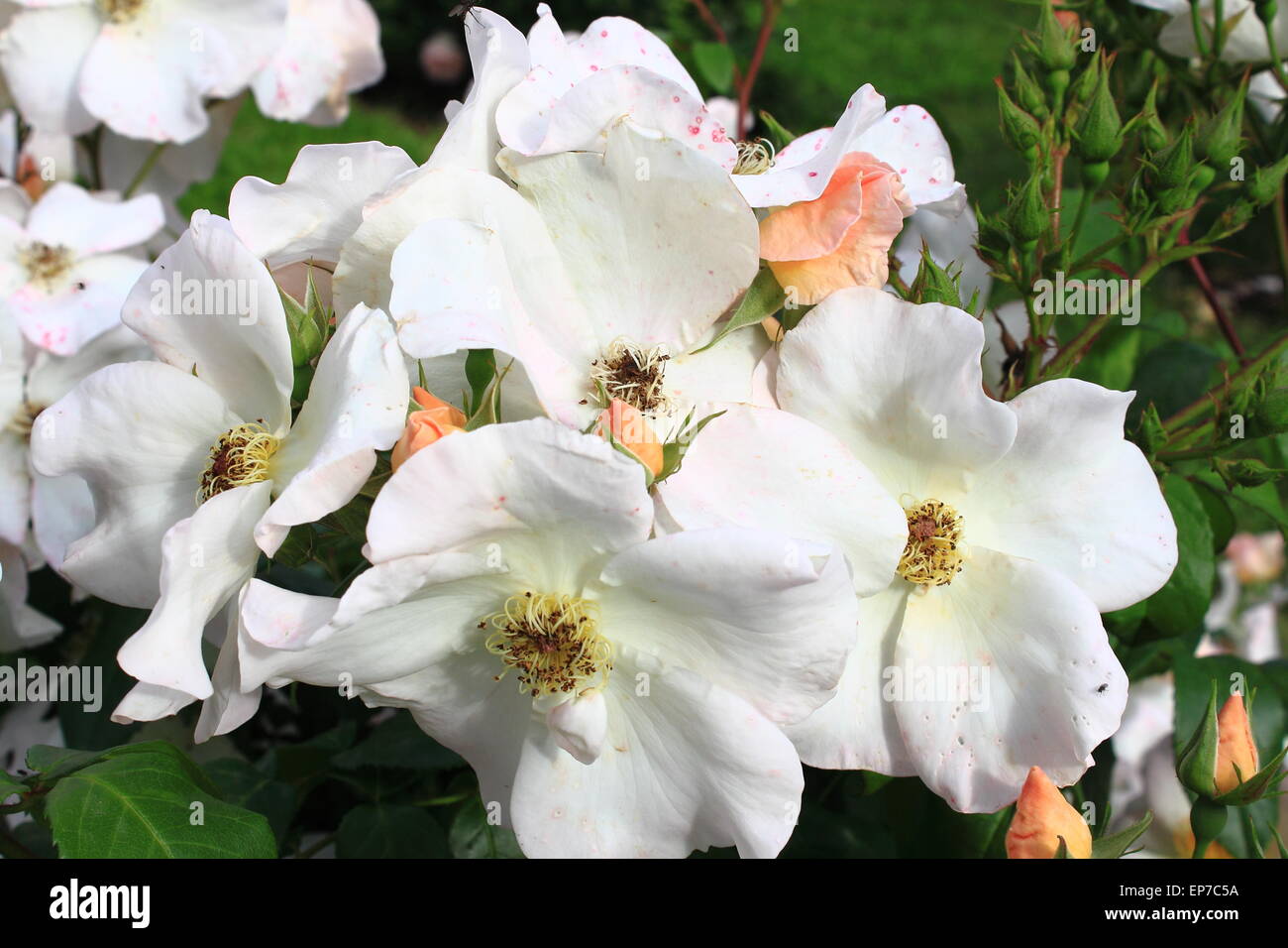 White dog rose flower with yellow pistils Stock Photo