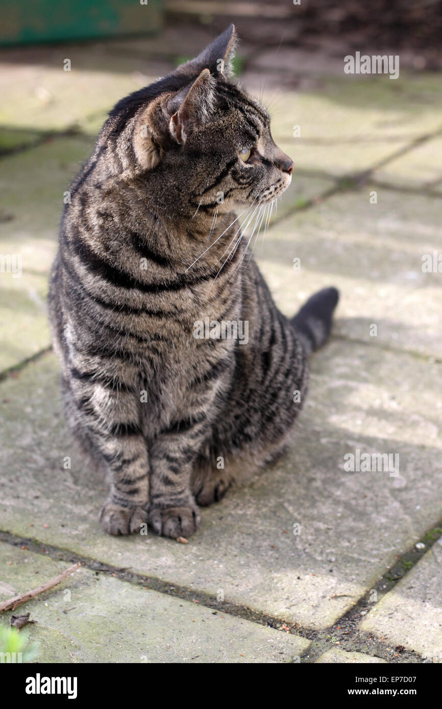 Adult female tabby cat with cataracts sitting on patio of garden Stock Photo
