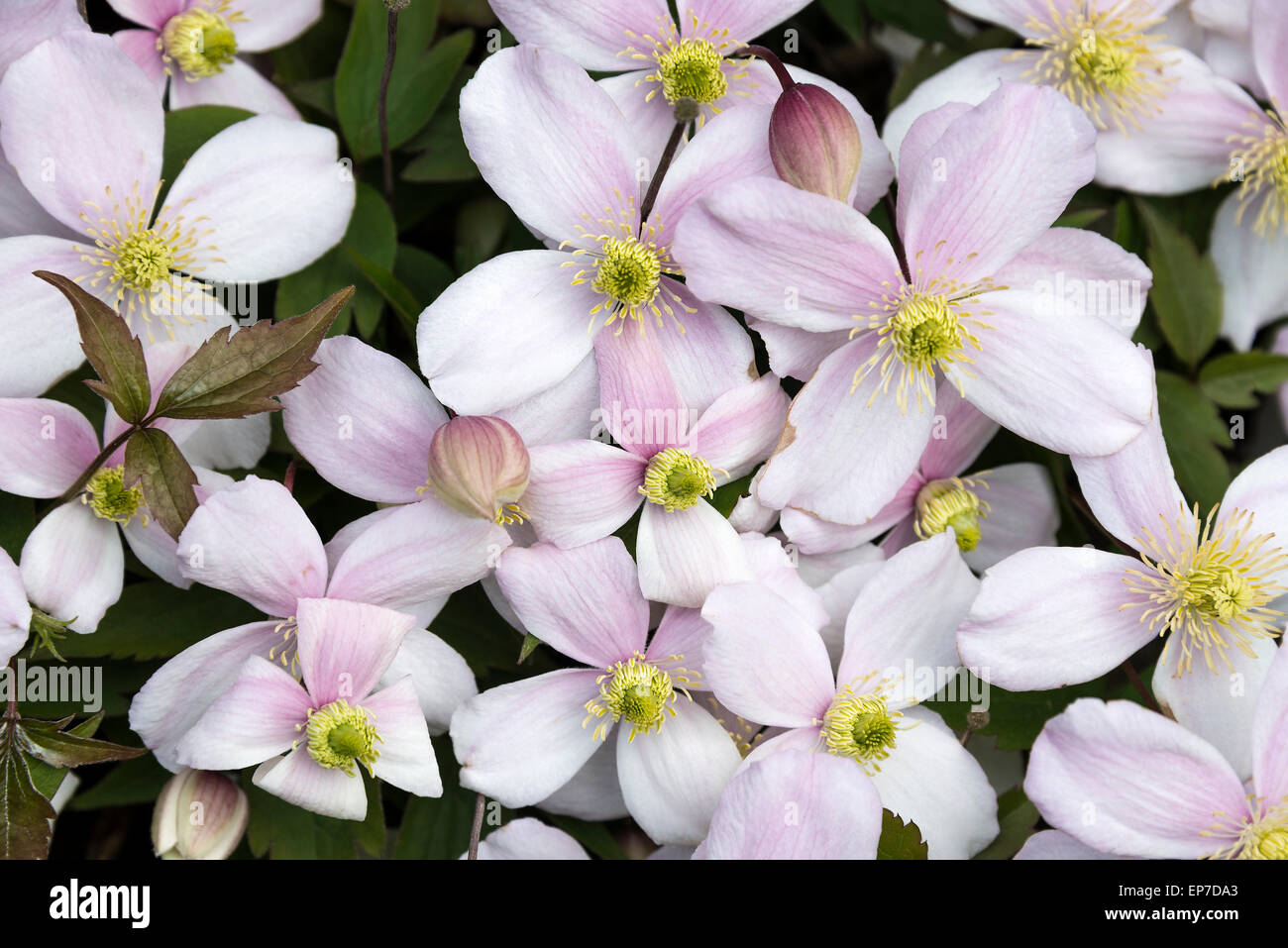 Closeup of Pale Pink Clematis Montana Rubens Flowers in Full Bloom in a