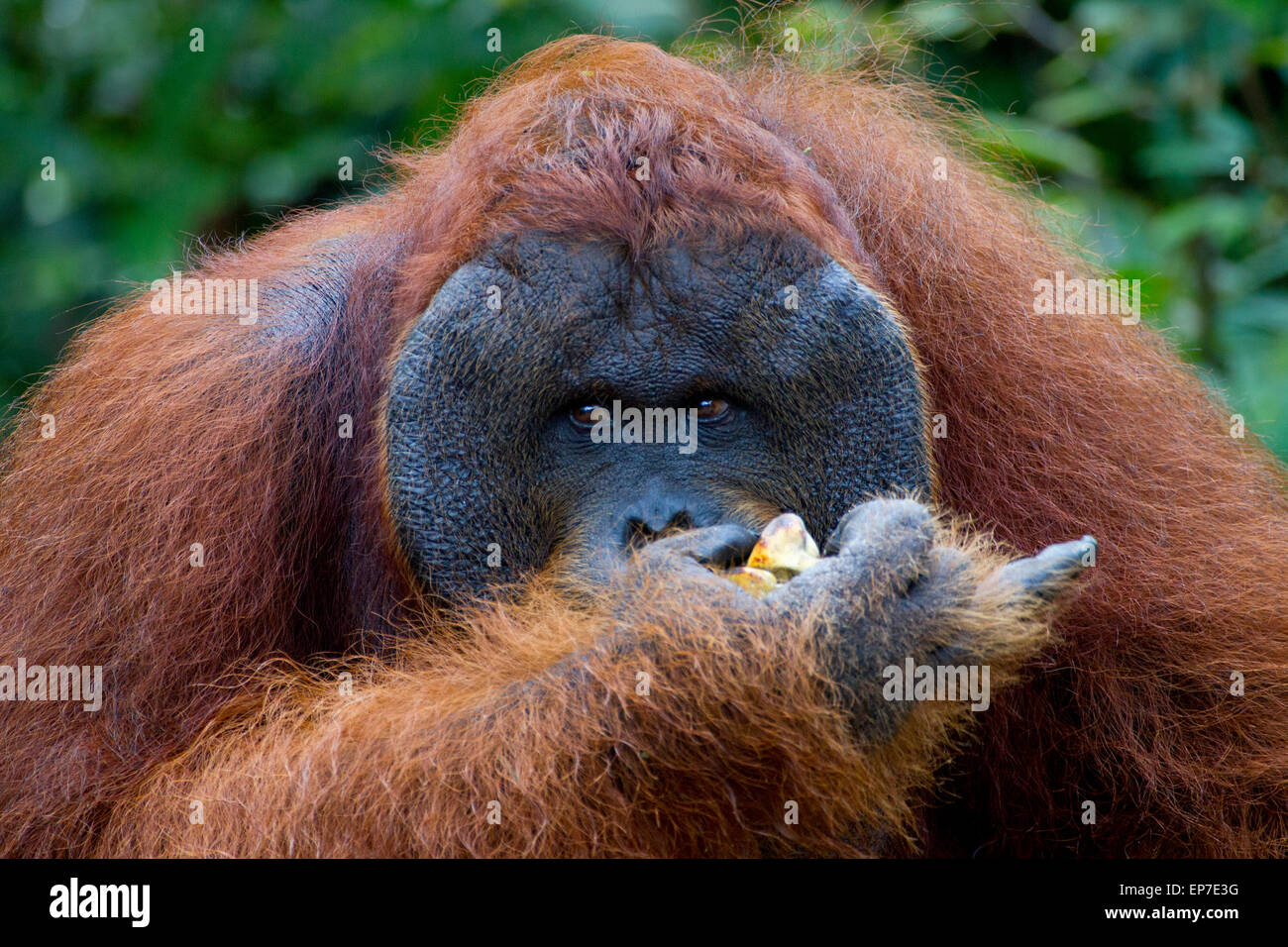 Large Orangutan with cheek pads Eating Stock Photo
