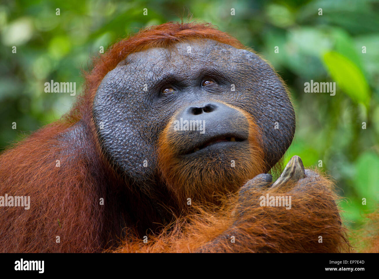 Large Orangutan with cheek pads Holding Banana Stock Photo