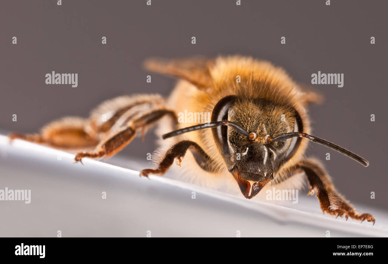 Macro bee Stock Photo