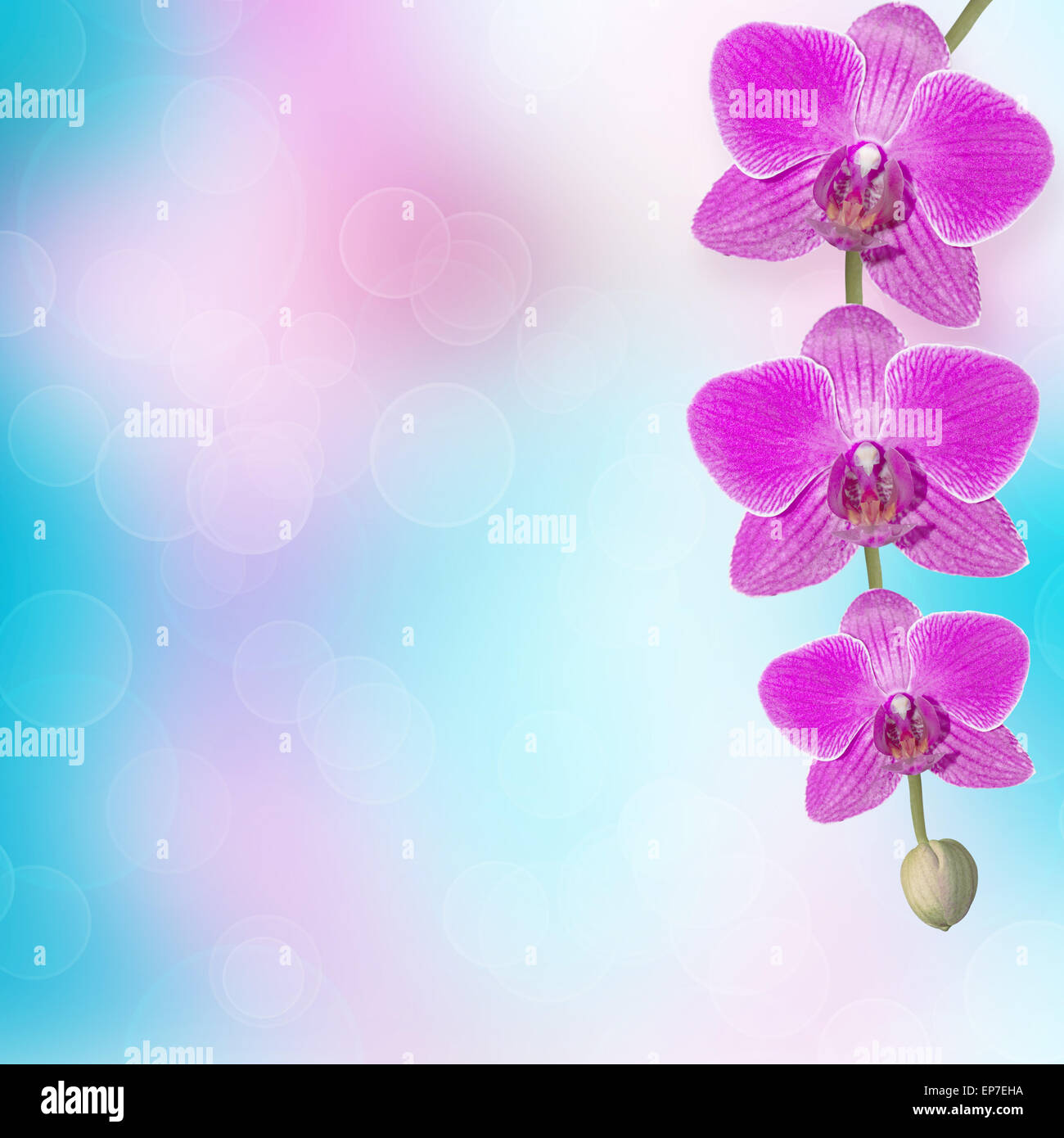 Beautiful pink orchid branch on an abstract background of a delicate ...