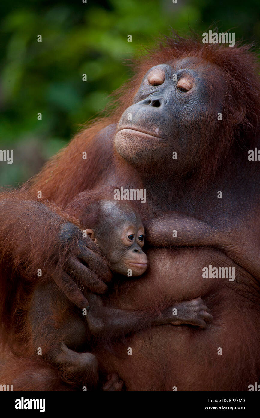 Orangutan Mother and Child Stock Photo