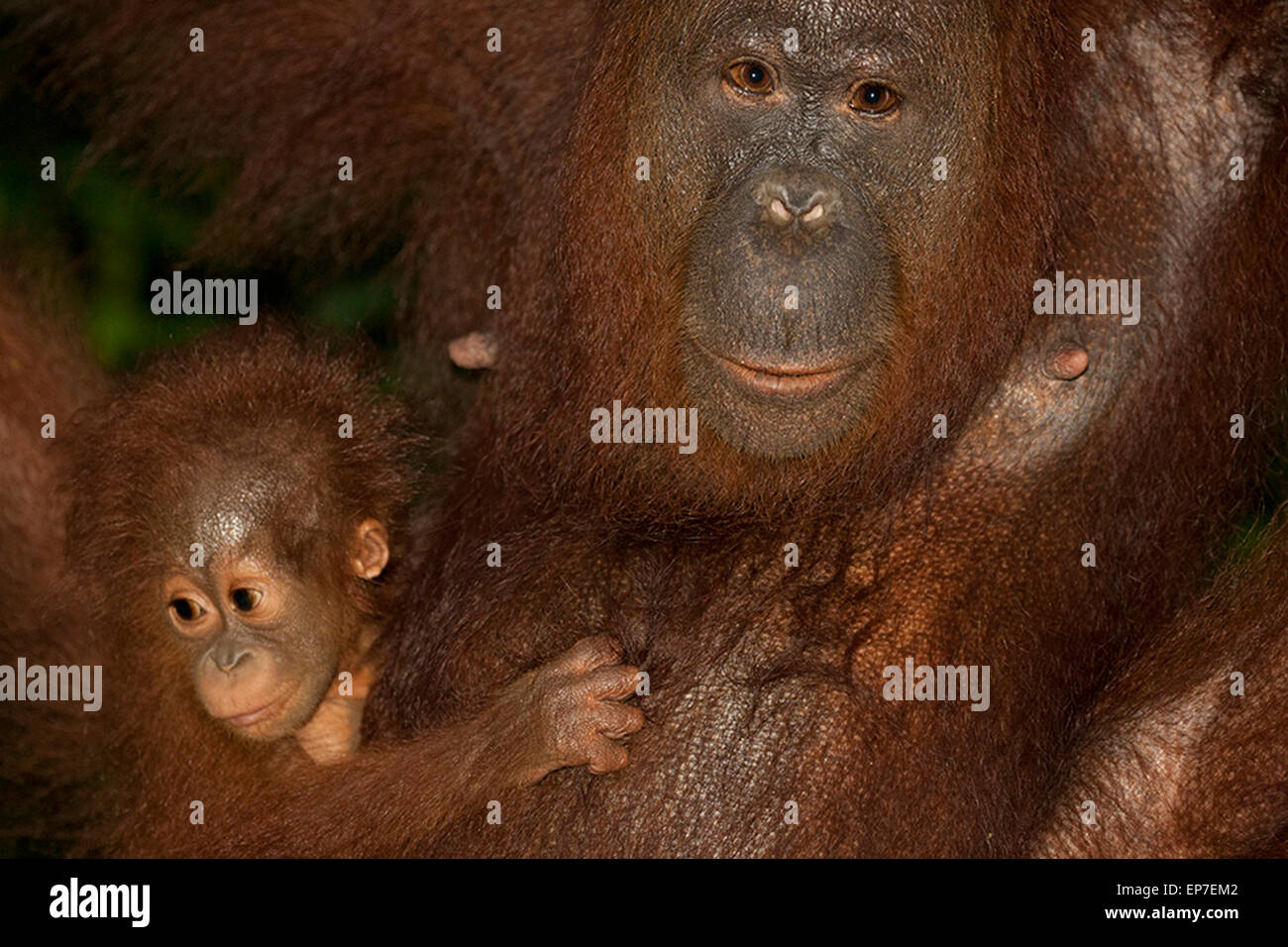 Orangutan Mother and Child Stock Photo