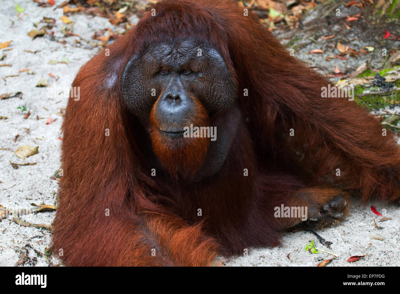 Large Orangutan with cheek pads Stock Photo