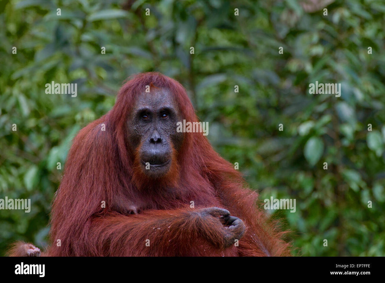 Old Female Orangutan Stock Photo