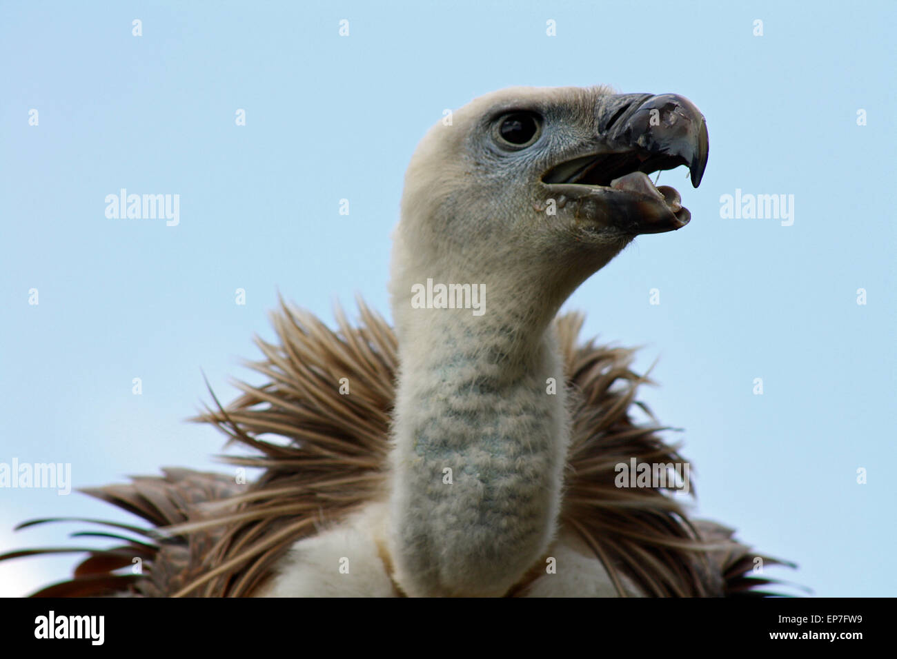 Vulture head neck and feathers against a pale blue sky. Stock Photo
