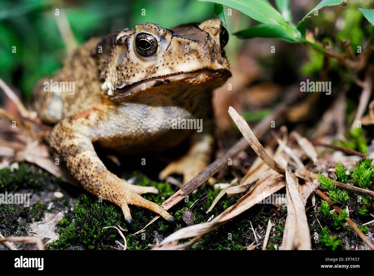 Duttaphrynus hires stock photography and images Alamy