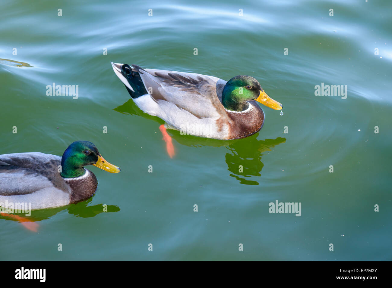 Beautiful ducks on a lake in Rome Stock Photo