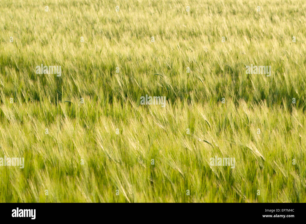 Green Unripe Barley Field in Springtime Closeup Stock Photo