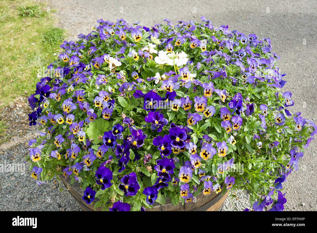 Blue violas flowers hires stock photography and images Alamy