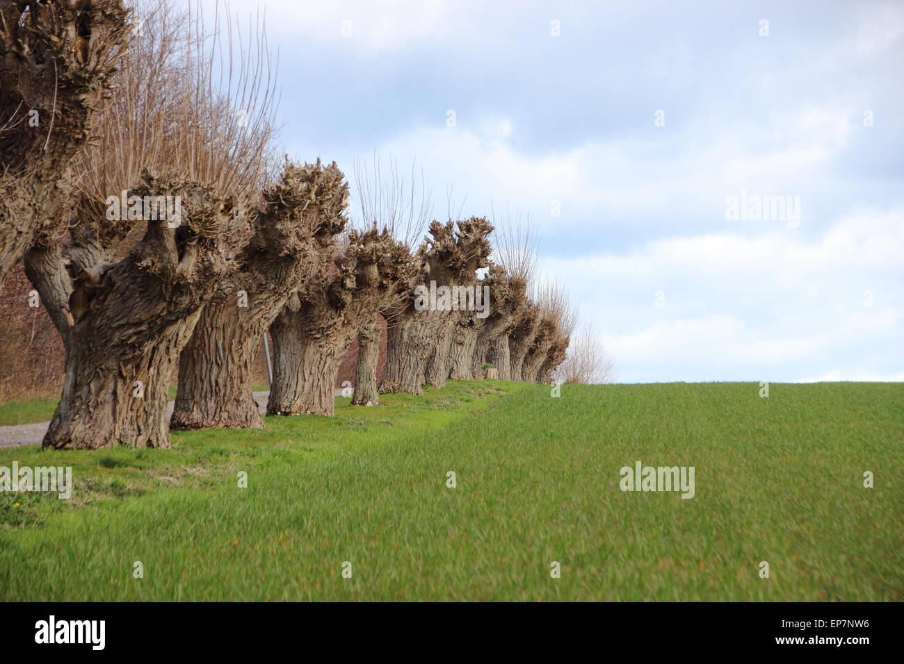 Green Crop Field with Borderline of Old Willow Trees Stock Photo Alamy