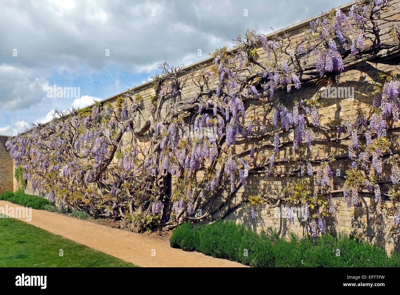Giant Wisteria the grounds at Wrest Mansion and Park, Silsoe, Luton, Bedfordshire, UK. Stock Photo