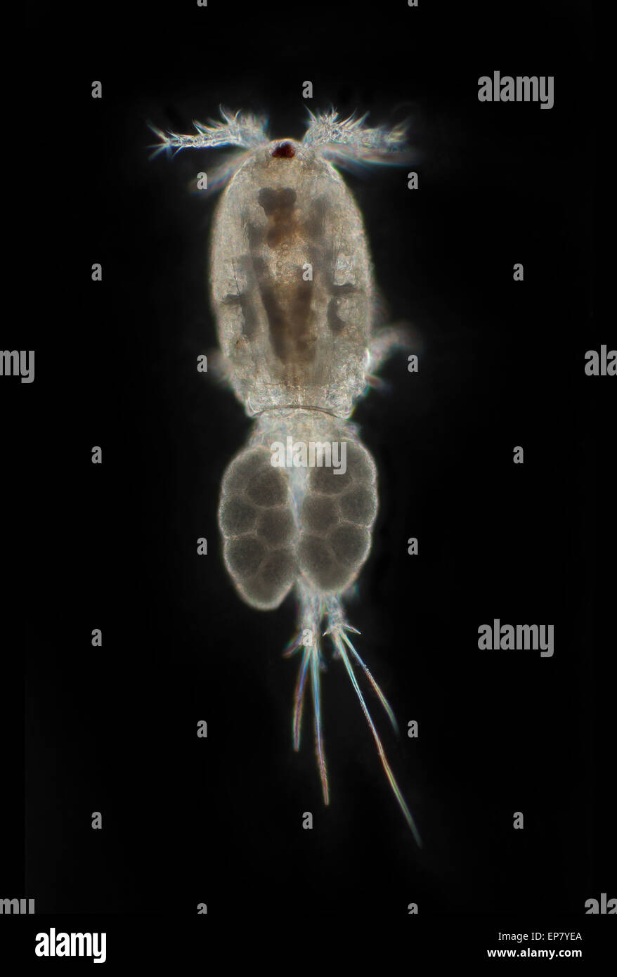 Pondlife, darkfield photomicrograph, Cyclops with egg sacks Stock Photo
