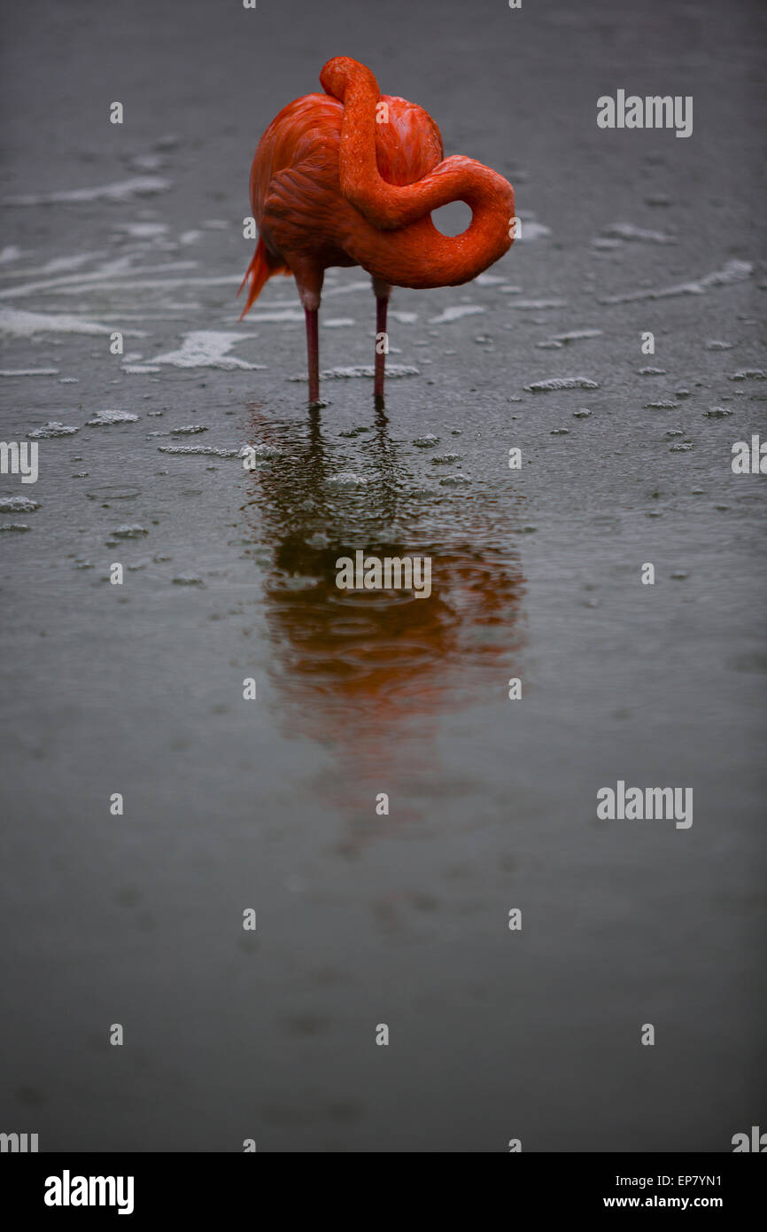 Dunstable, Bedfordshire, UK. 14th May, 2015. Animals deal with rain and adverse weather at ZSL Whipsnade Zoo.  A drenched flamingo hides its head during a torrential downpour. Credit:  Dave Stevenson/Alamy Live News Stock Photo