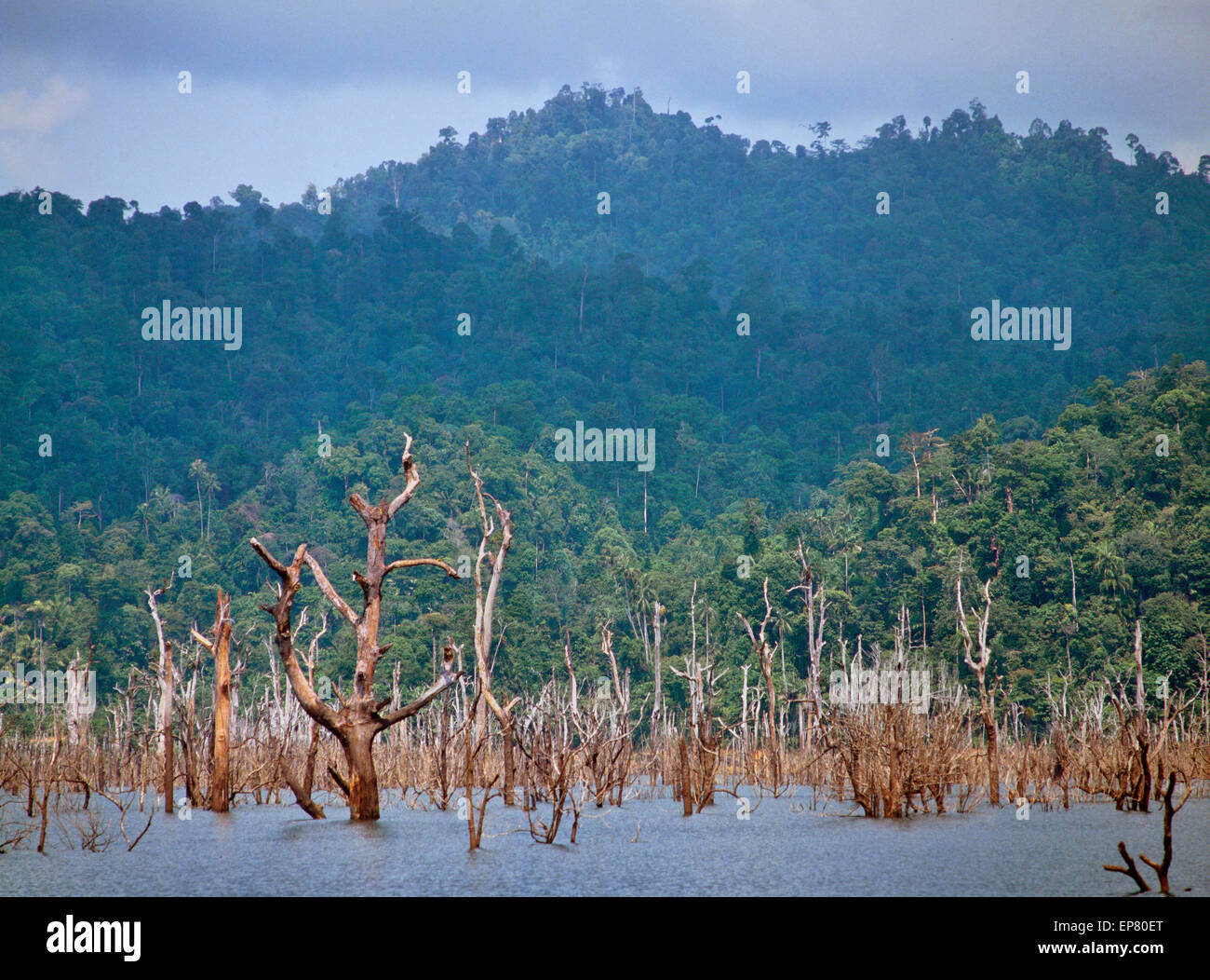 Kenyir lake, Pahang, Malaysia, submerged trees after flooding for a dam. Tasik Kenyir or Kenyir Lake is an artificial lake. Stock Photo