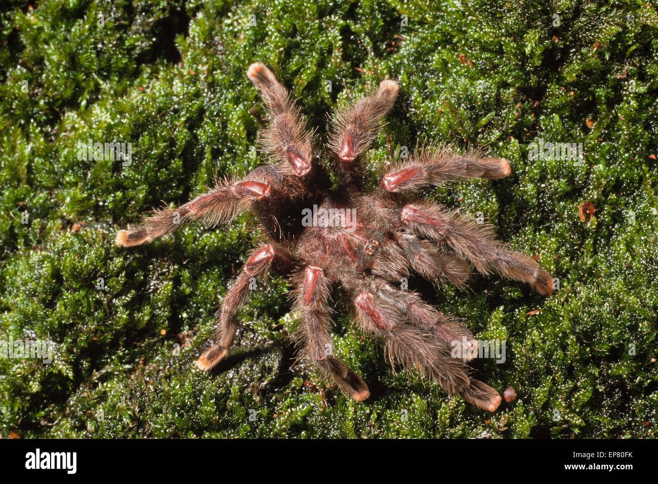 Scary arboreal funnel web the antilles pinktoe tarantula avicularia