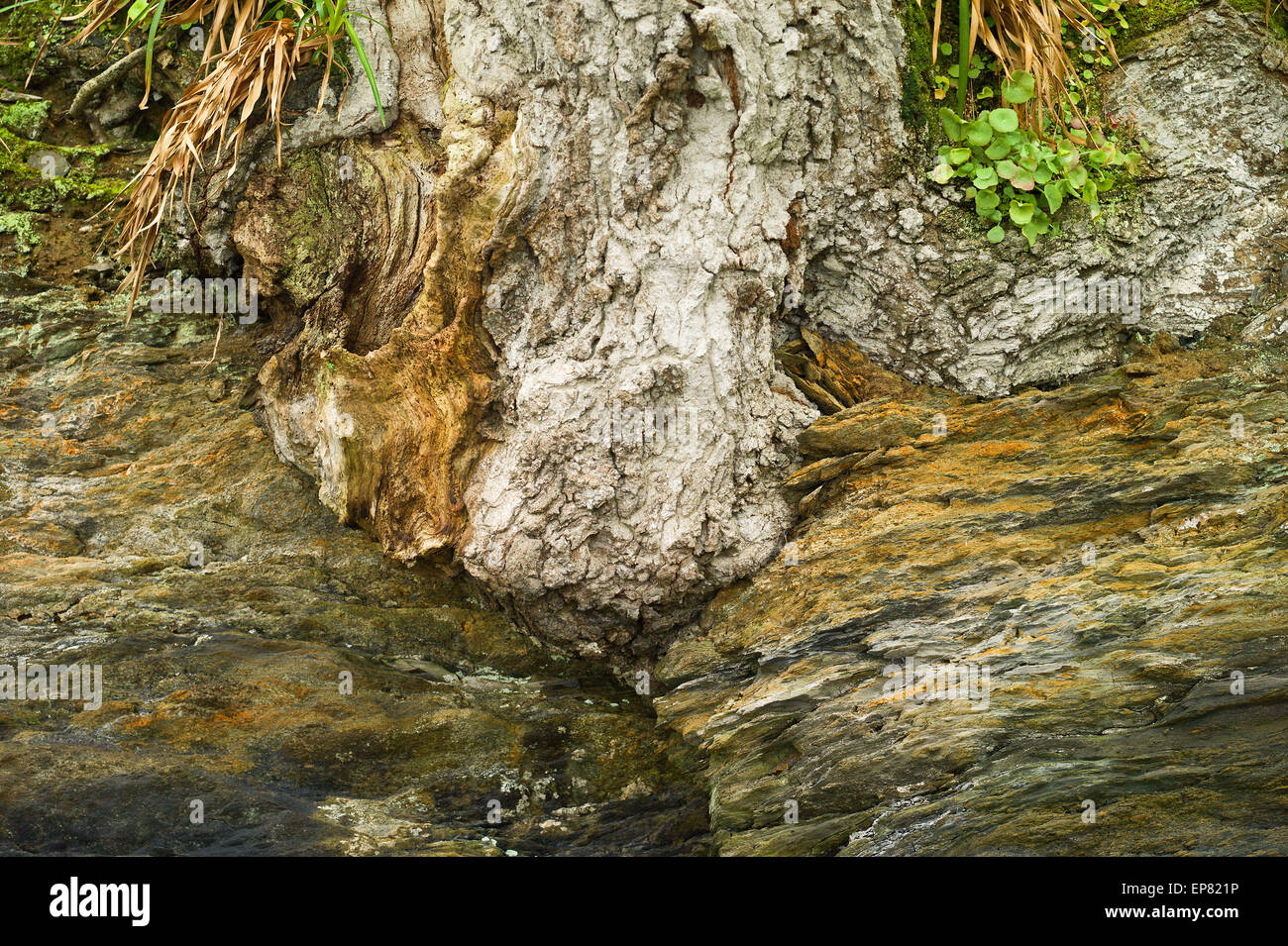 Tree roots growing through rock hi-res stock photography and images - Alamy
