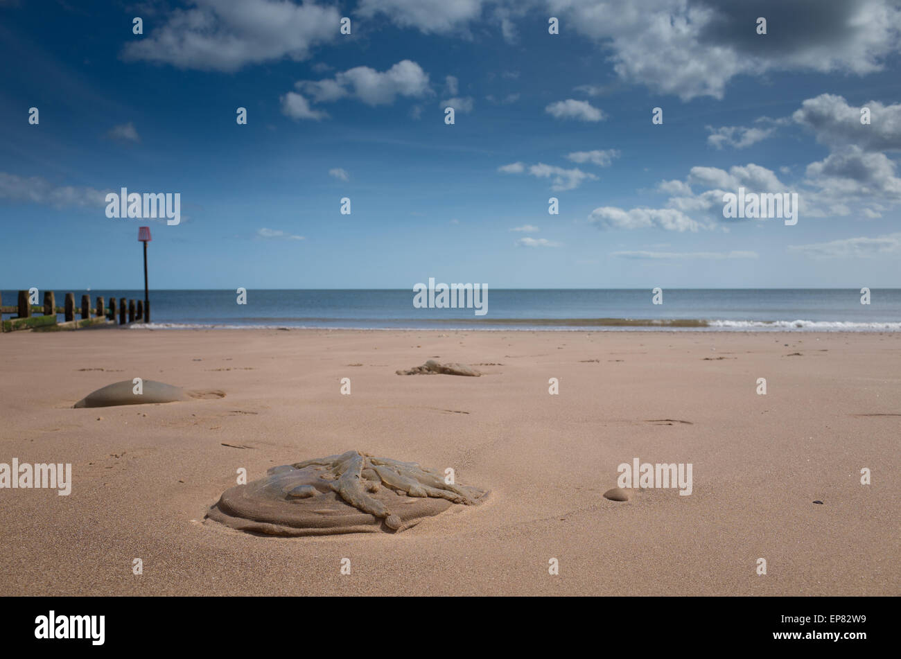Jellyfish washed up on Dawlish Warren beach. Stock Photo