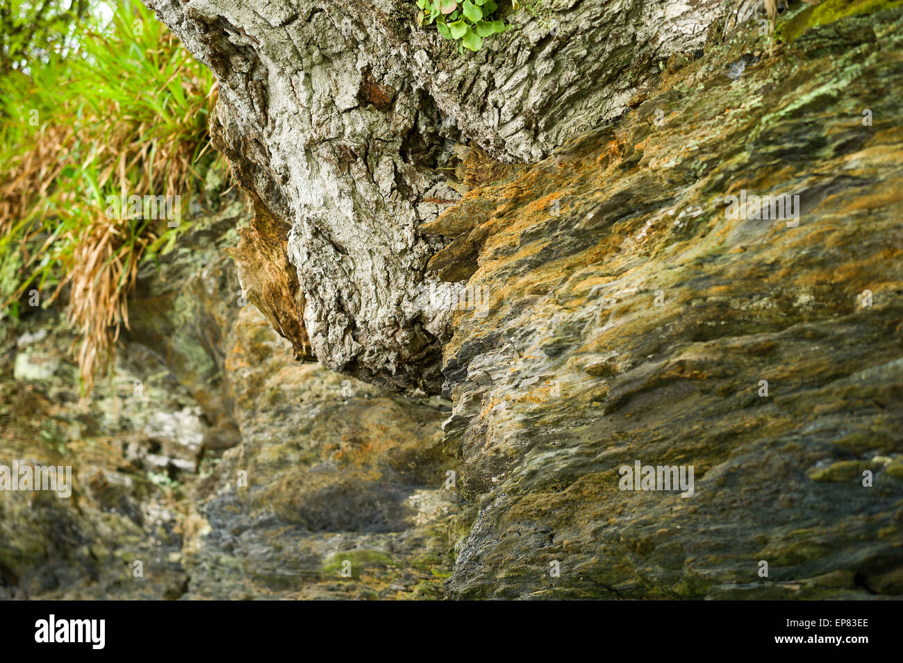 Tree roots growing through rock hi-res stock photography and images - Alamy