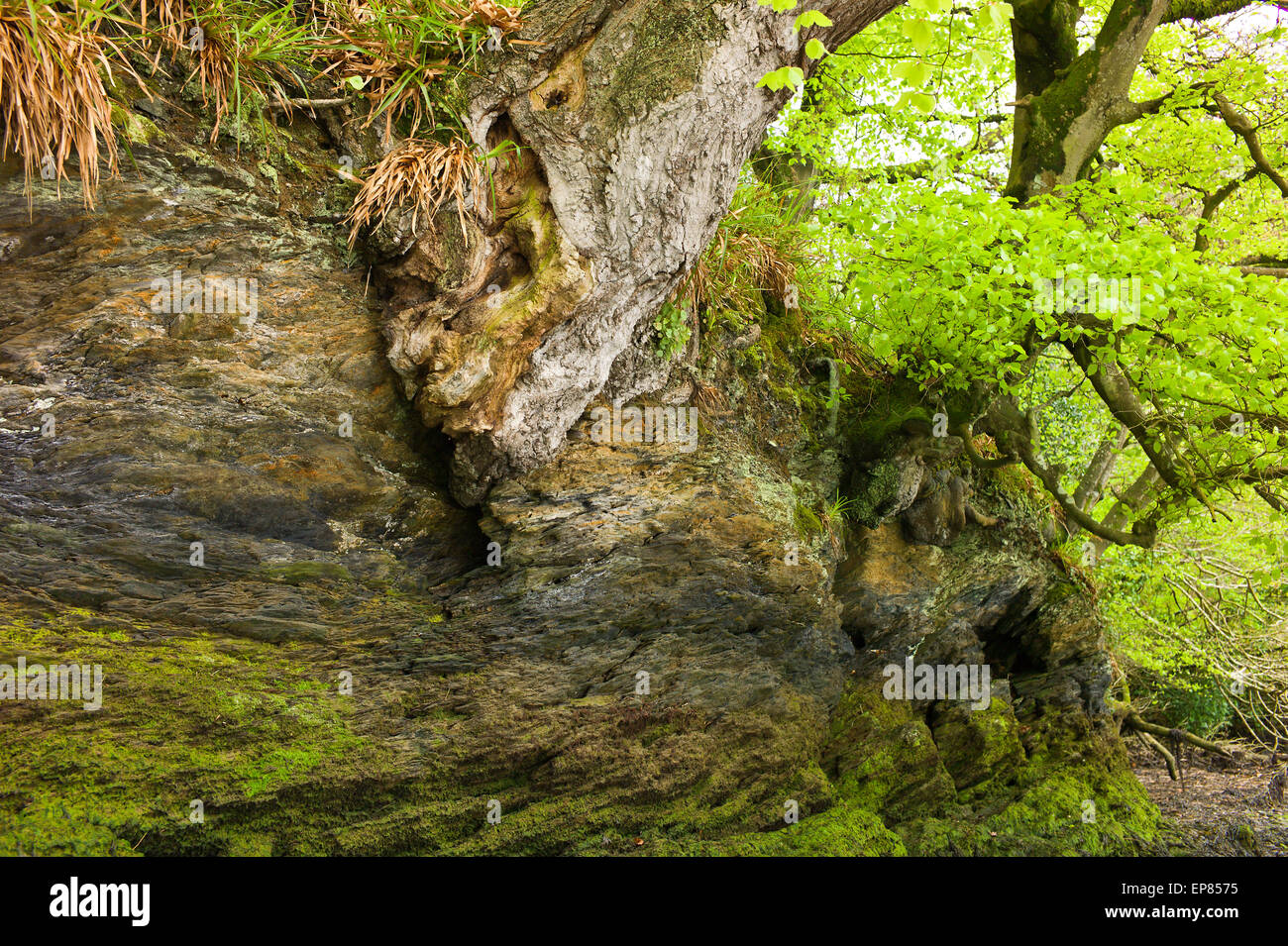 Tree roots growing through rock hi-res stock photography and images - Alamy