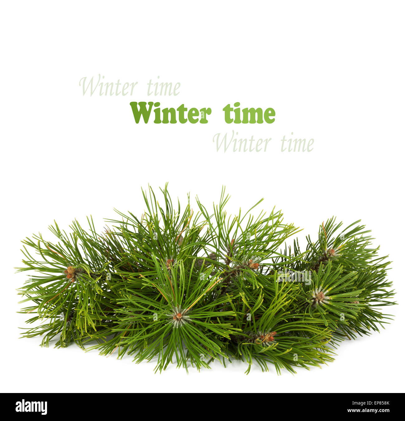 Christmas pine tree branch isolated on a white background Stock Photo ...