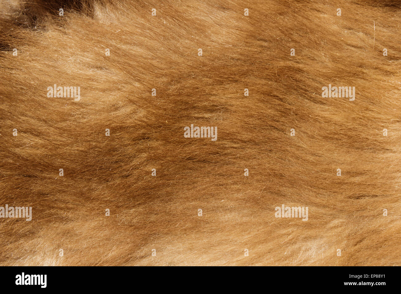brown colored black bear cub fur background texture image Stock Photo