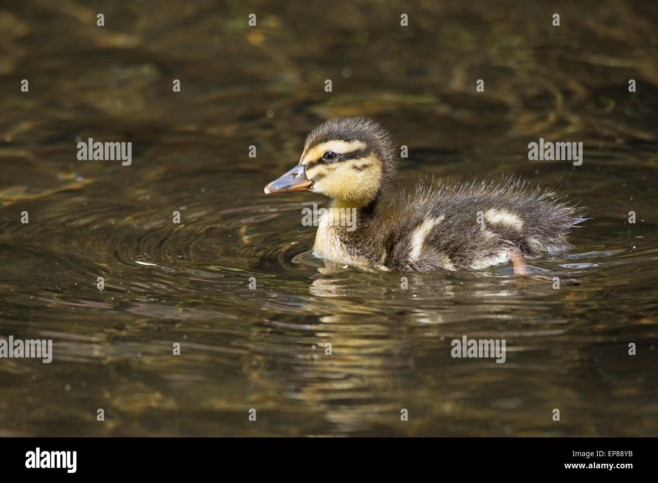 Brown and yellow duckling hi-res stock photography and images - Alamy