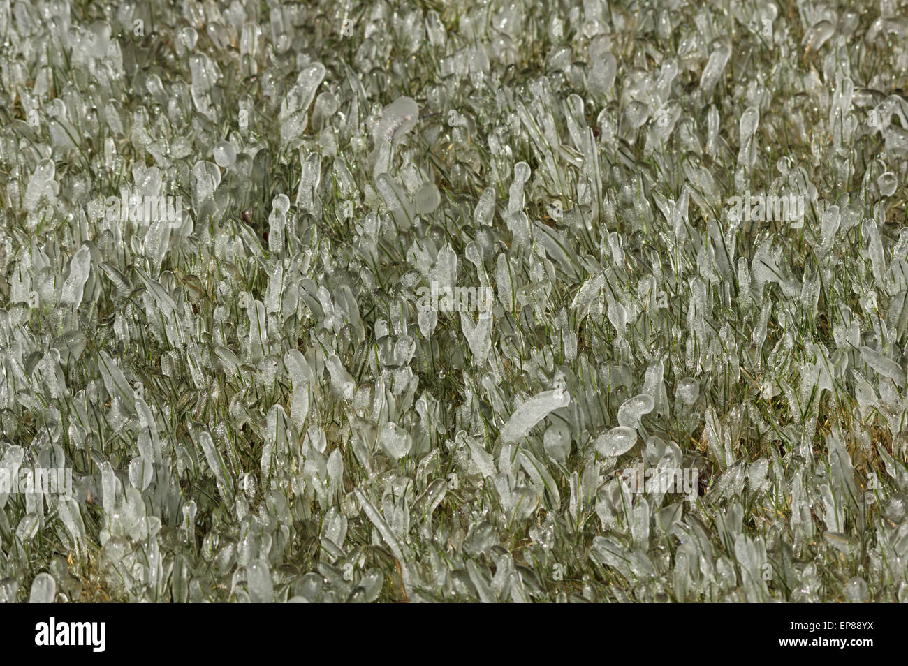 green grass covered with ice from a sprinkler system during a freezing spell Stock Photo