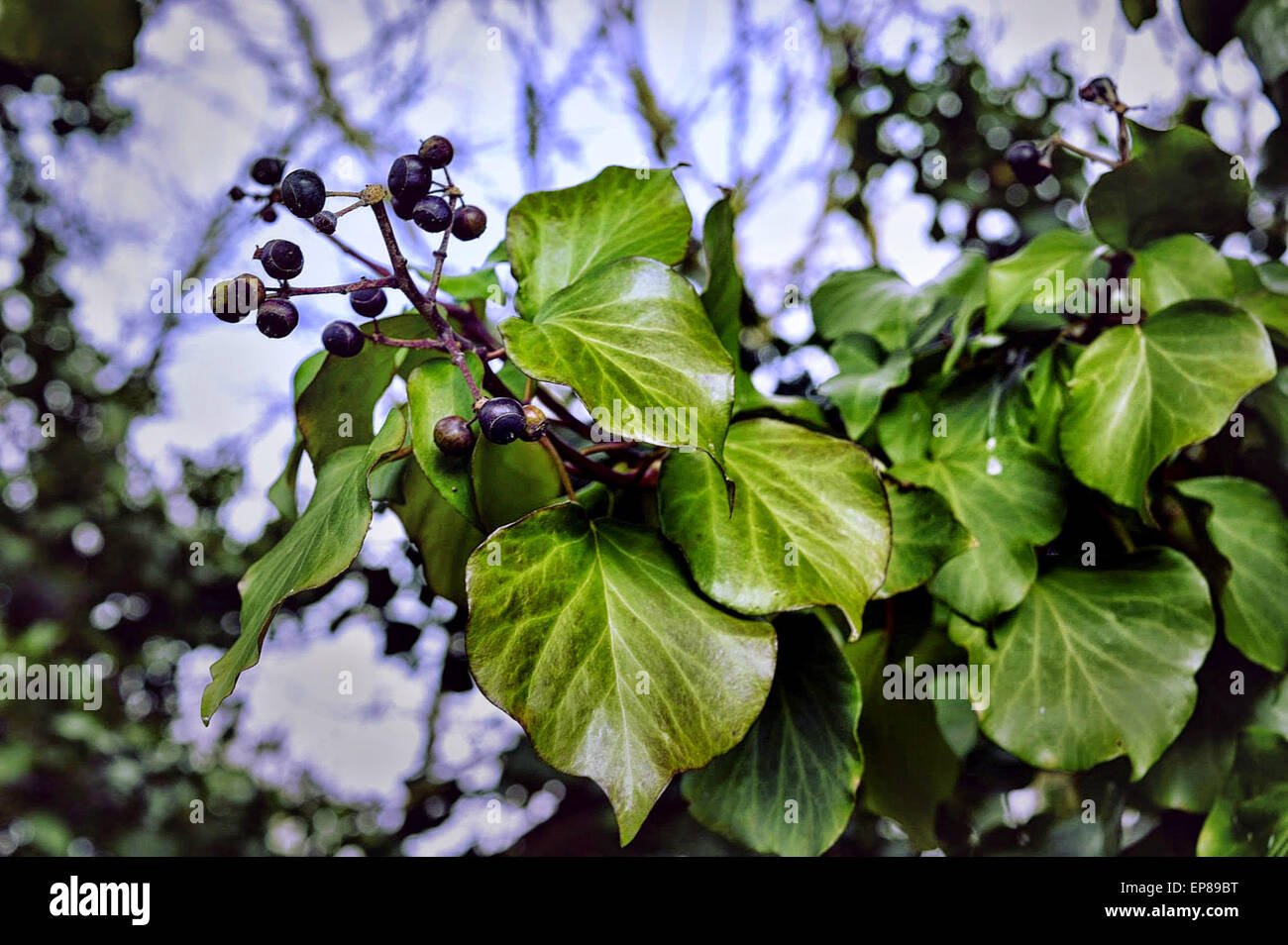 Beautiful berry branch with amazing detail Stock Photo - Alamy