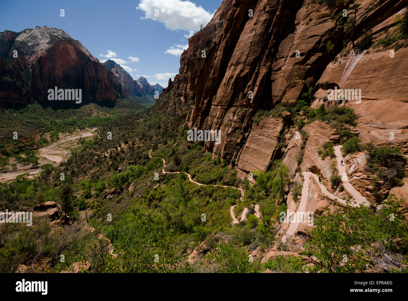 The West Rim trail, the start for the epic Angel's Landing hike in Zion National Park in Utah from river level. One of the top 1 Stock Photo