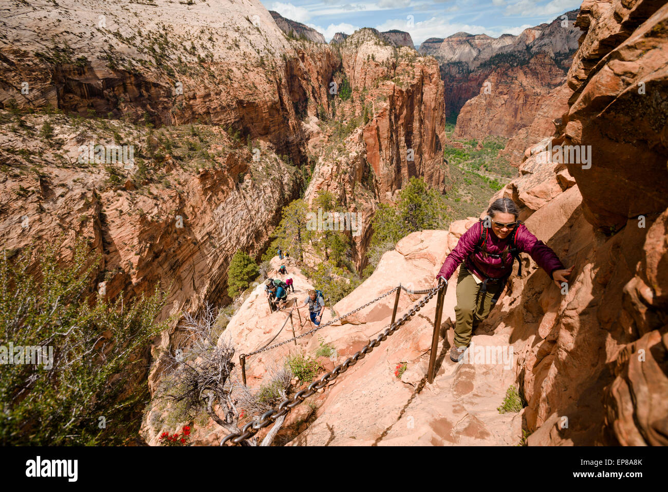 The narrow exposed ridge of the final part of the Angel's Landing hike in Zion National Park in Utah begins. This is not for the Stock Photo