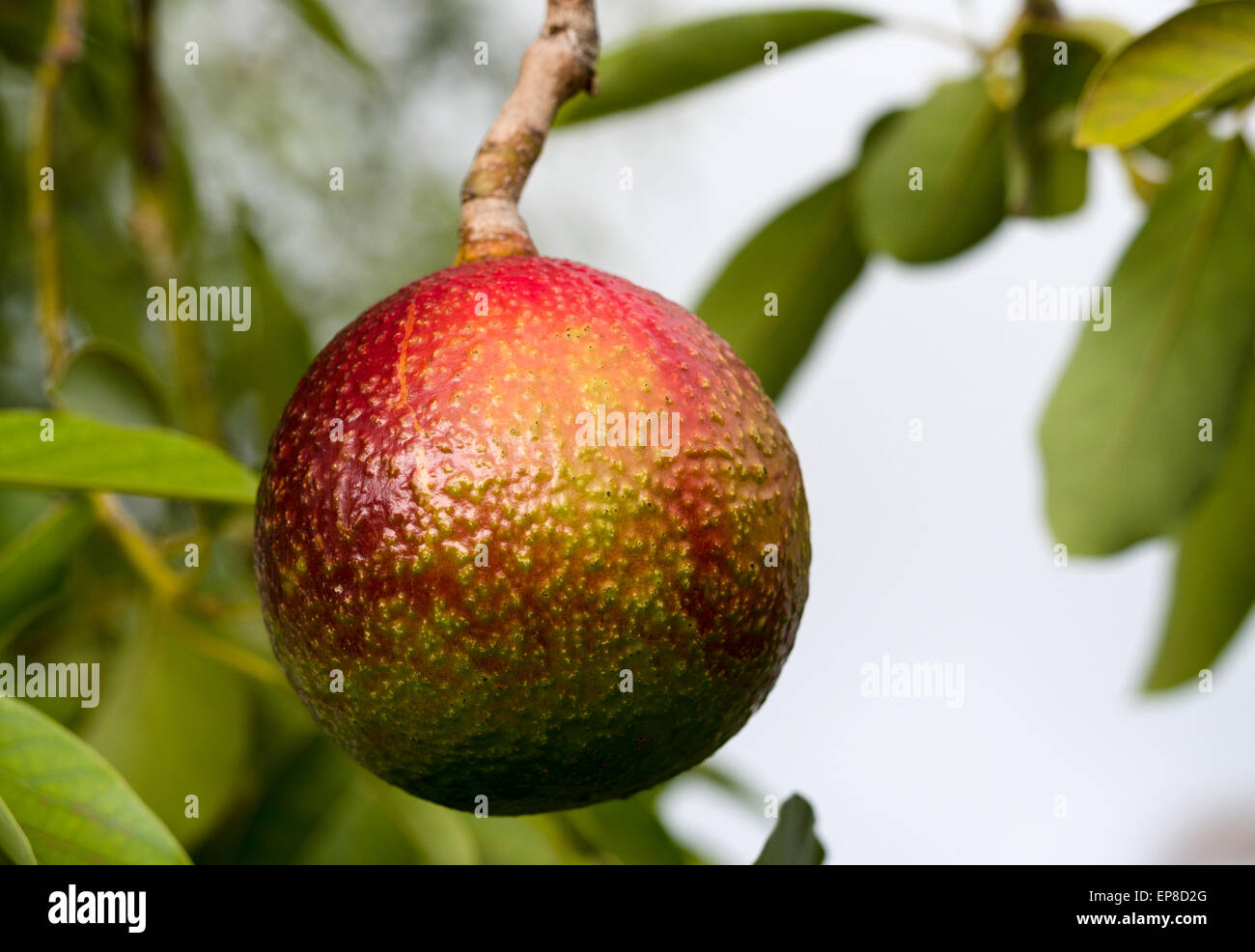 A Single Red Avocado closeup. A single round red avocado fruit high in a large avocado tree ripens. Stock Photo