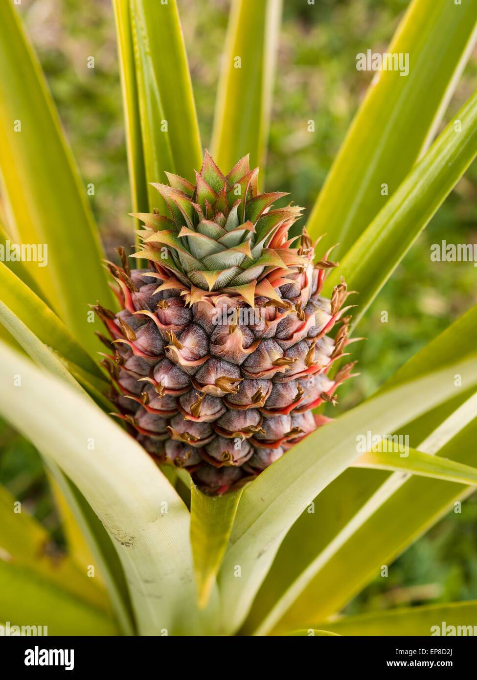 Baby Pineapple in the bush. A small pineapple fruit grows and matures