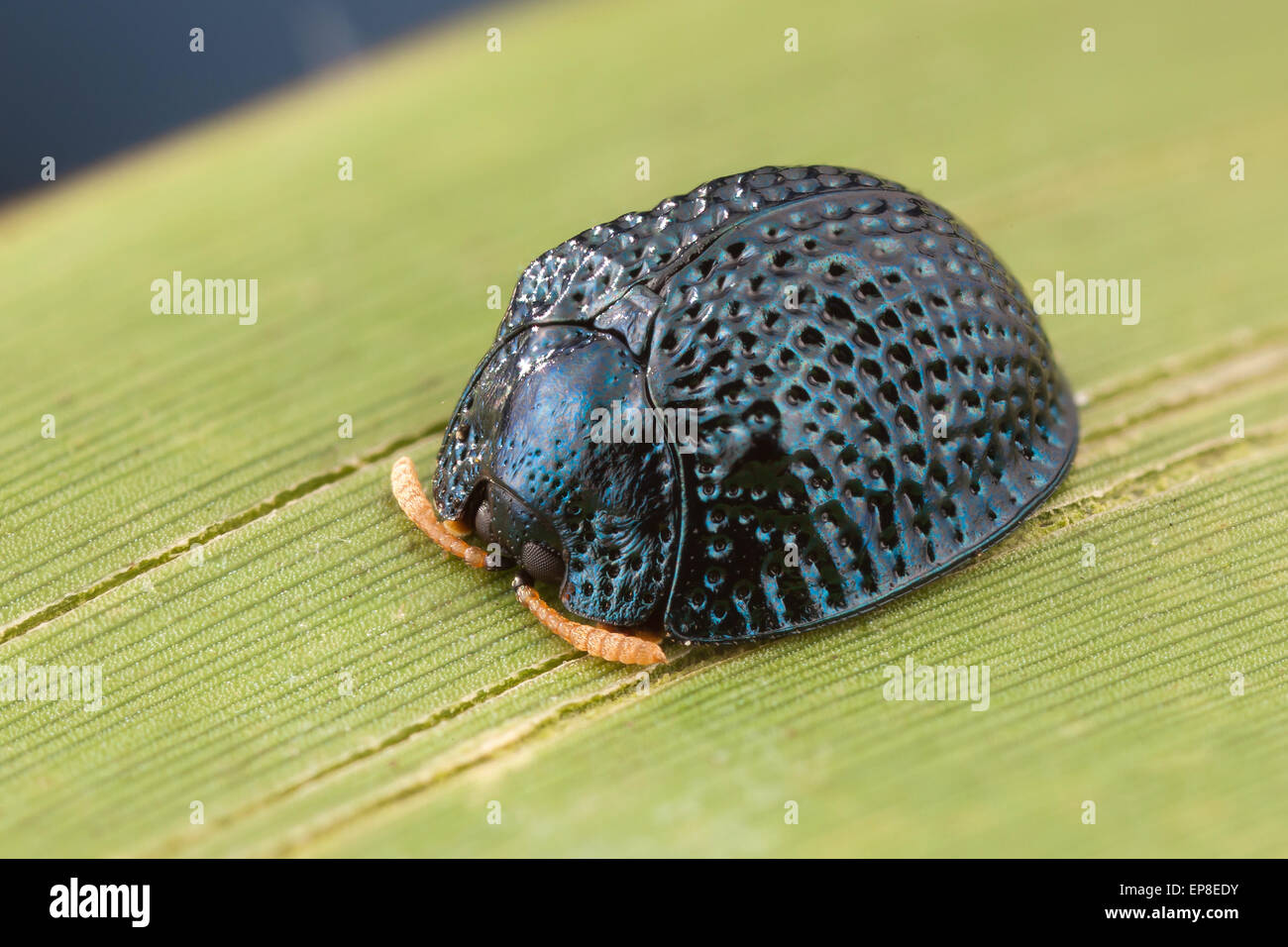 A Palmetto Tortoise Beetle (Hemisphaerota cyanea) perches on a Saw Palmetto leaf. Stock Photo