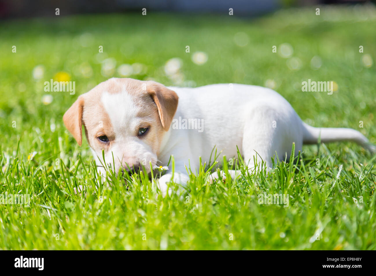 Cute little domestic dog hi res stock photography and images Alamy Cute little domestic dog hi res stock photography and images Alamy