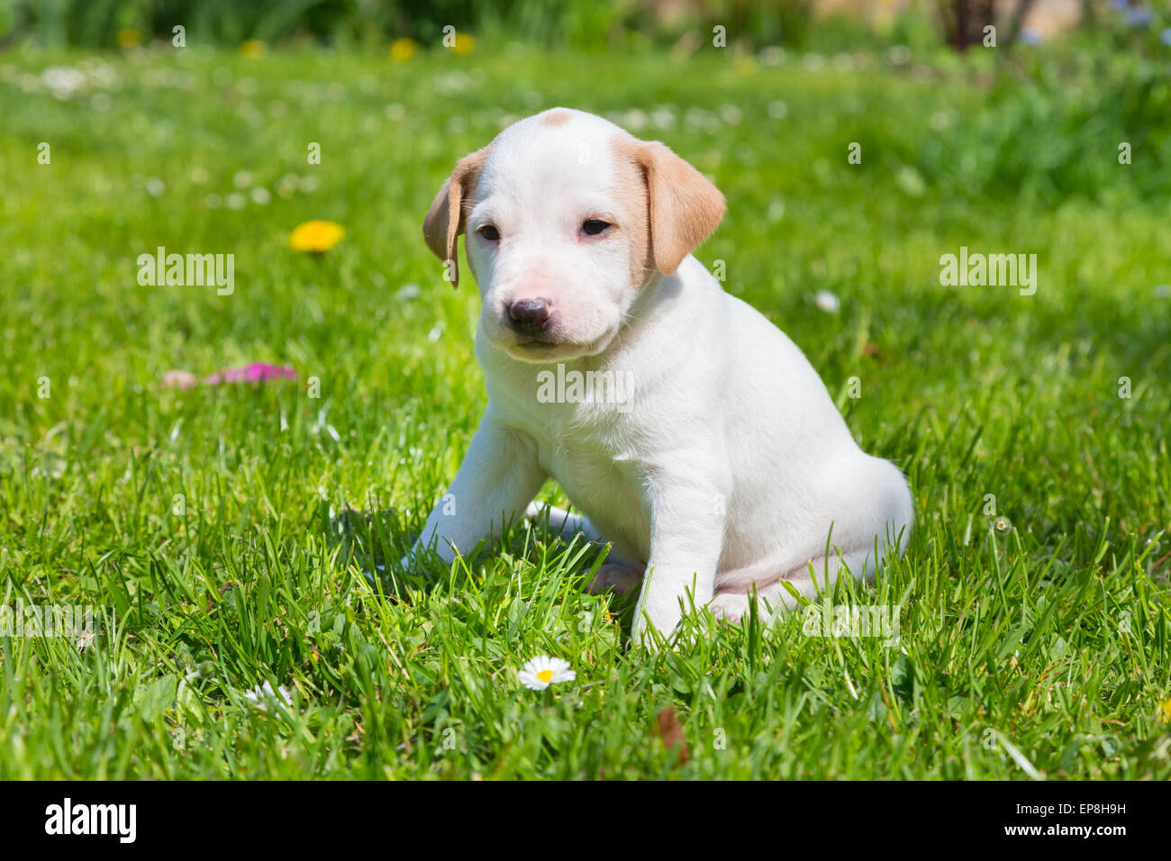 Mixed-breed cute little puppy on grass Stock Photo - Alamy
