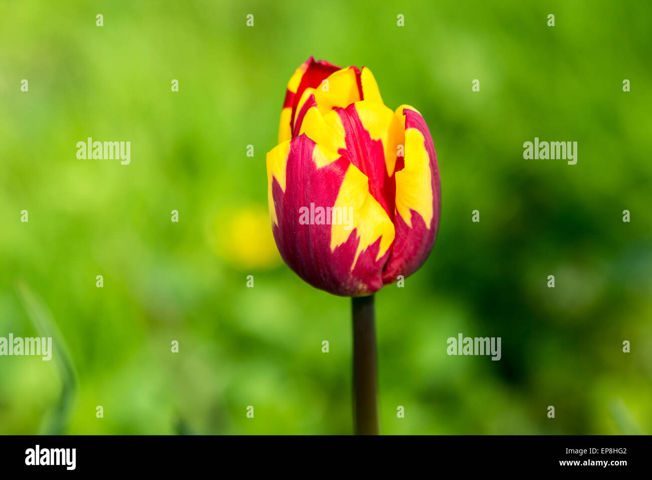 Tulip (Tulipa). Single flower, bright red and yellow on a green background. Stock Photo