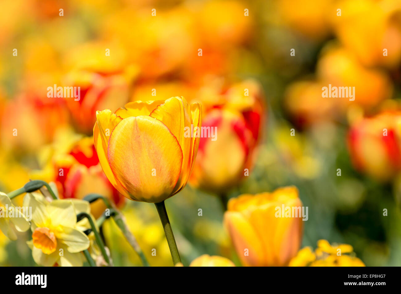 Tulip (Tulipa). Focus on one orange flower in a flowerbed of tulips as background. Stock Photo