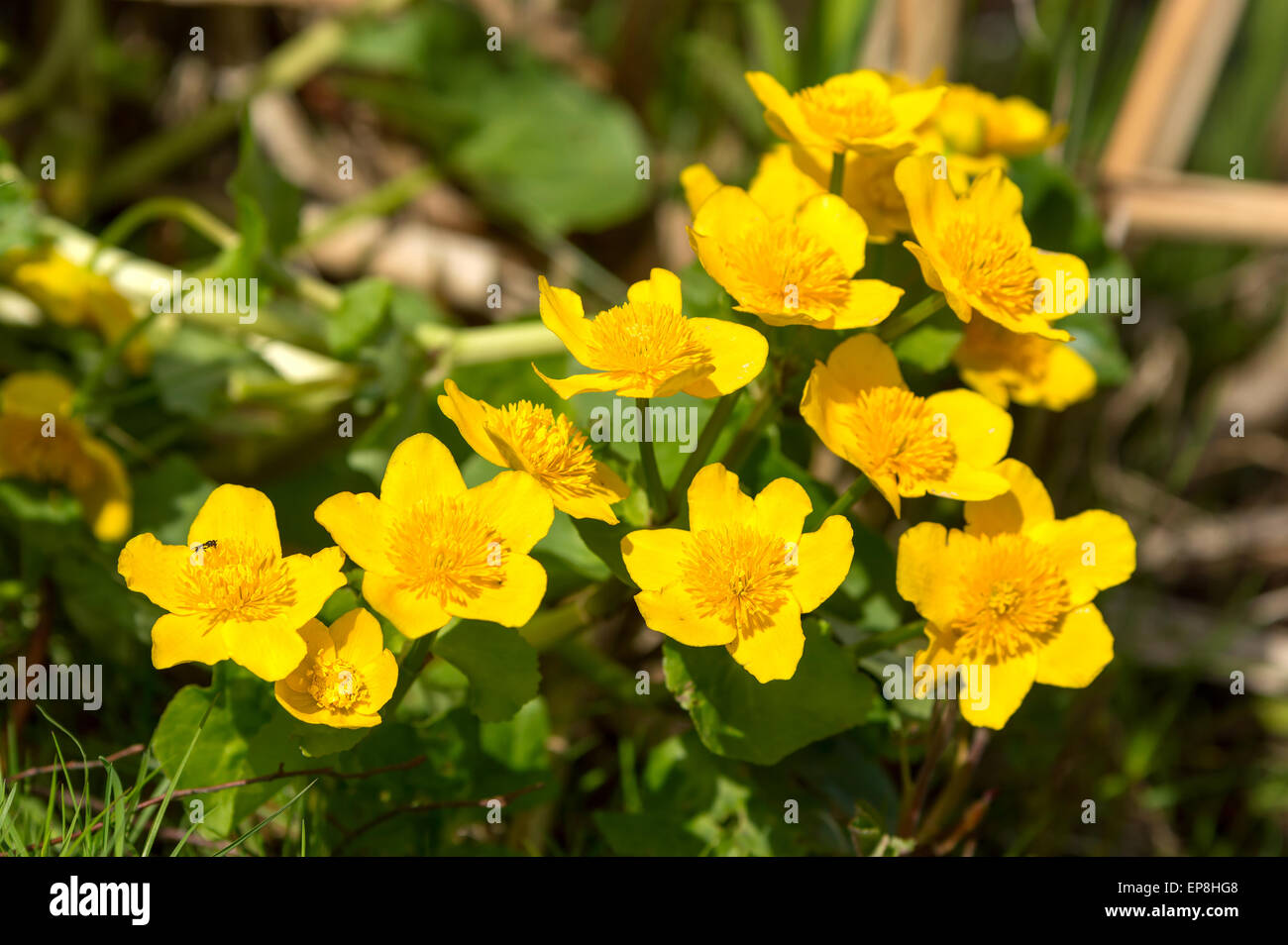 Marsh-marigold or kingcup (Caltha palustris). Here seen close up with a small black syrphid fly on the left most flower. Lovely Stock Photo