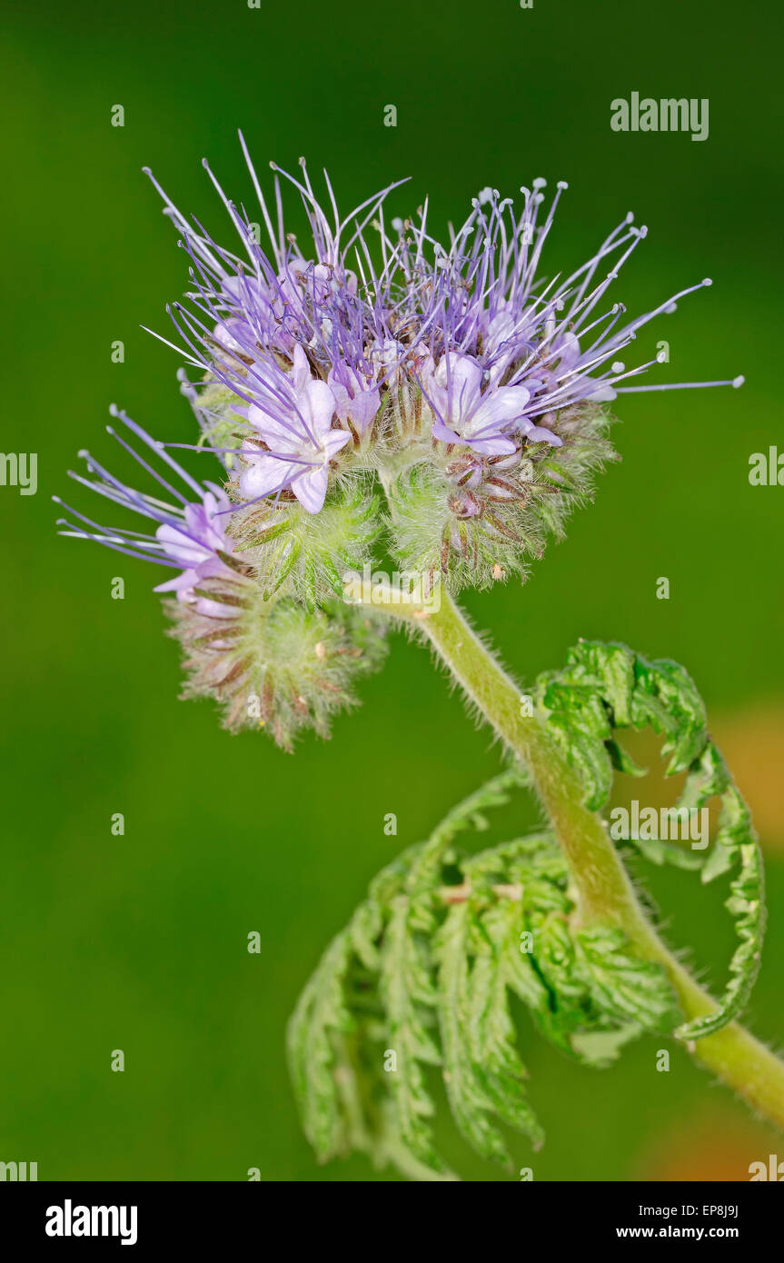 Lacy Phacelia (Phacelia tanacetifolia), North Rhine-Westphalia Stock Photo