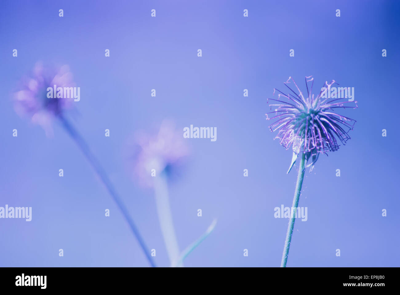 purple flower in meadow Stock Photo - Alamy
