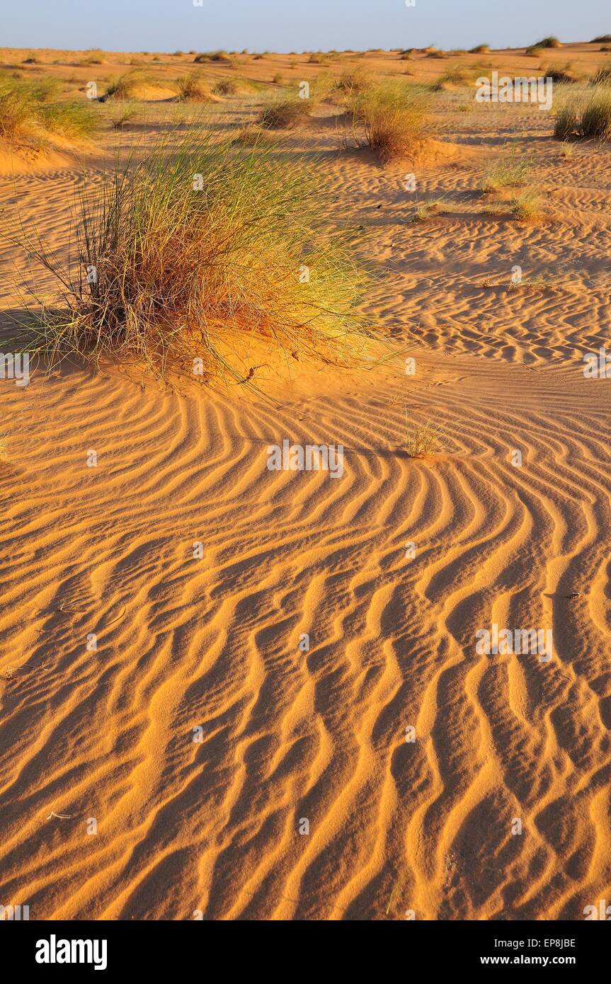 Sand ridges in the Sahara desert between Nouadhibou and Atar, Dakhlet
