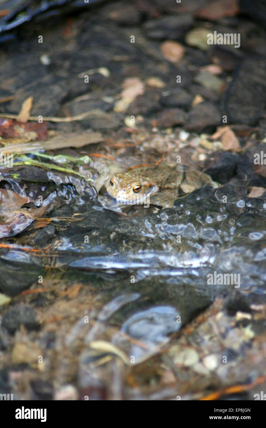 Frog in natural environment Stock Photo
