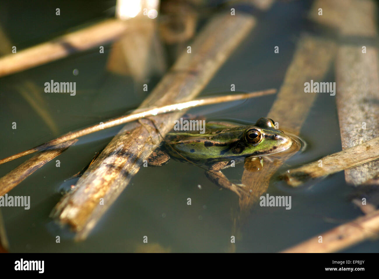 Frog in natural environment Stock Photo